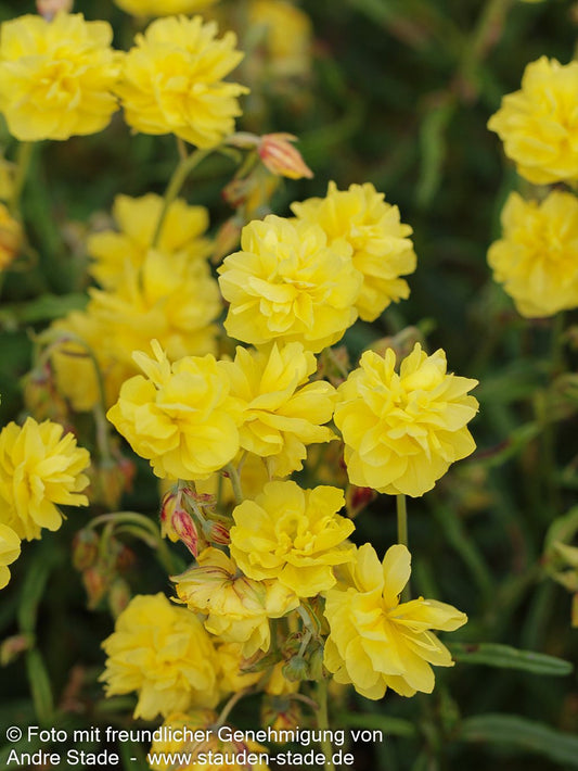 Sonnenröschen 'Gelbe Perle' (Helianthemum x cult.)