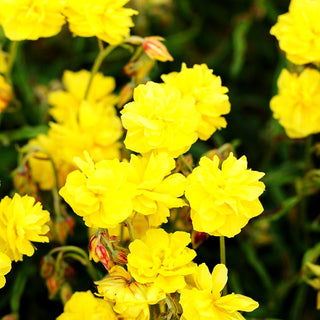 Sonnenröschen 'Gelbe Perle' (Helianthemum x cult.)