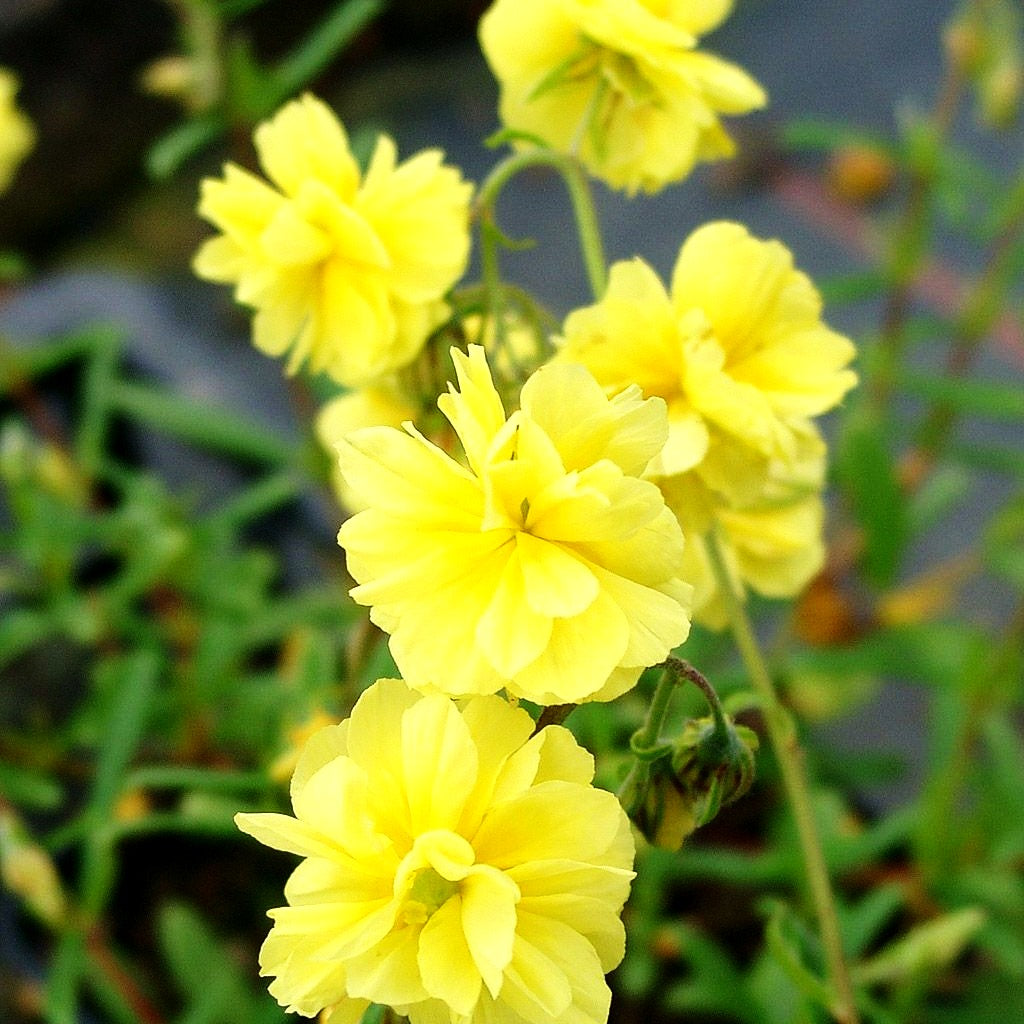 Sonnenröschen 'Gelbe Perle' (Helianthemum x cult.)