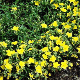 Sonnenröschen 'Golden Queen' (Helianthemum x cult.)