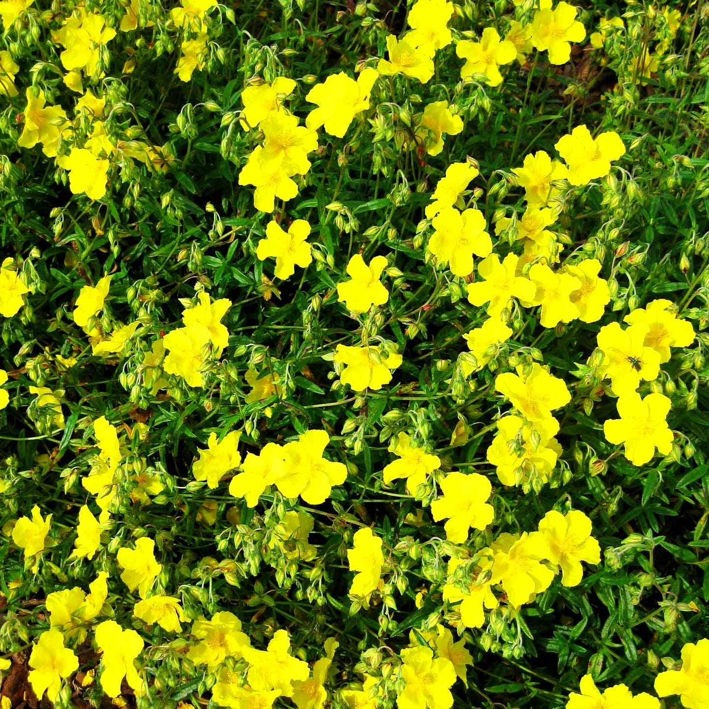 Sonnenröschen 'Golden Queen' (Helianthemum x cult.)