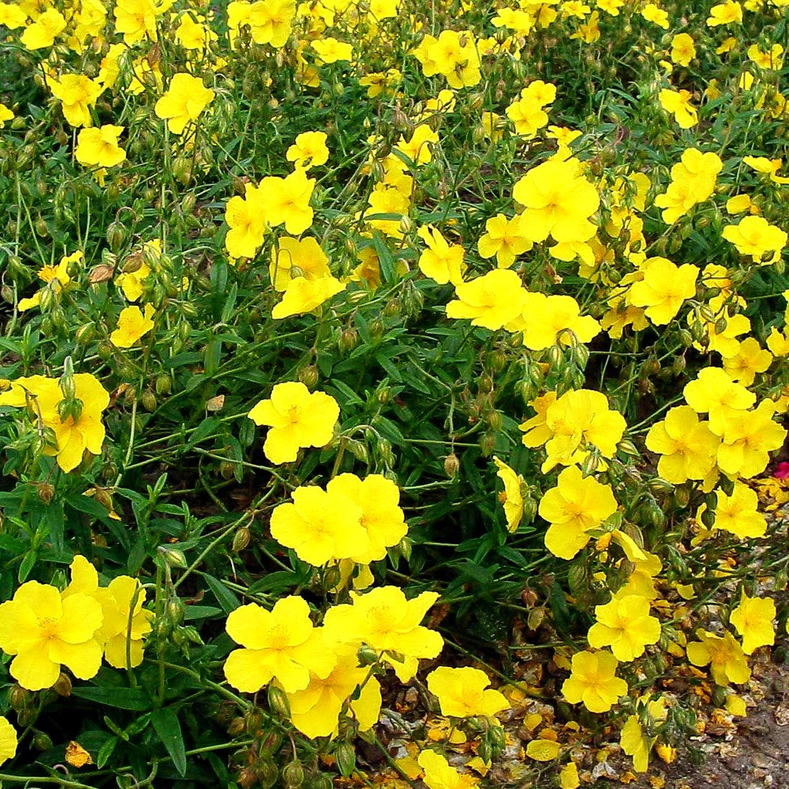Sonnenröschen 'Golden Queen' (Helianthemum x cult.)