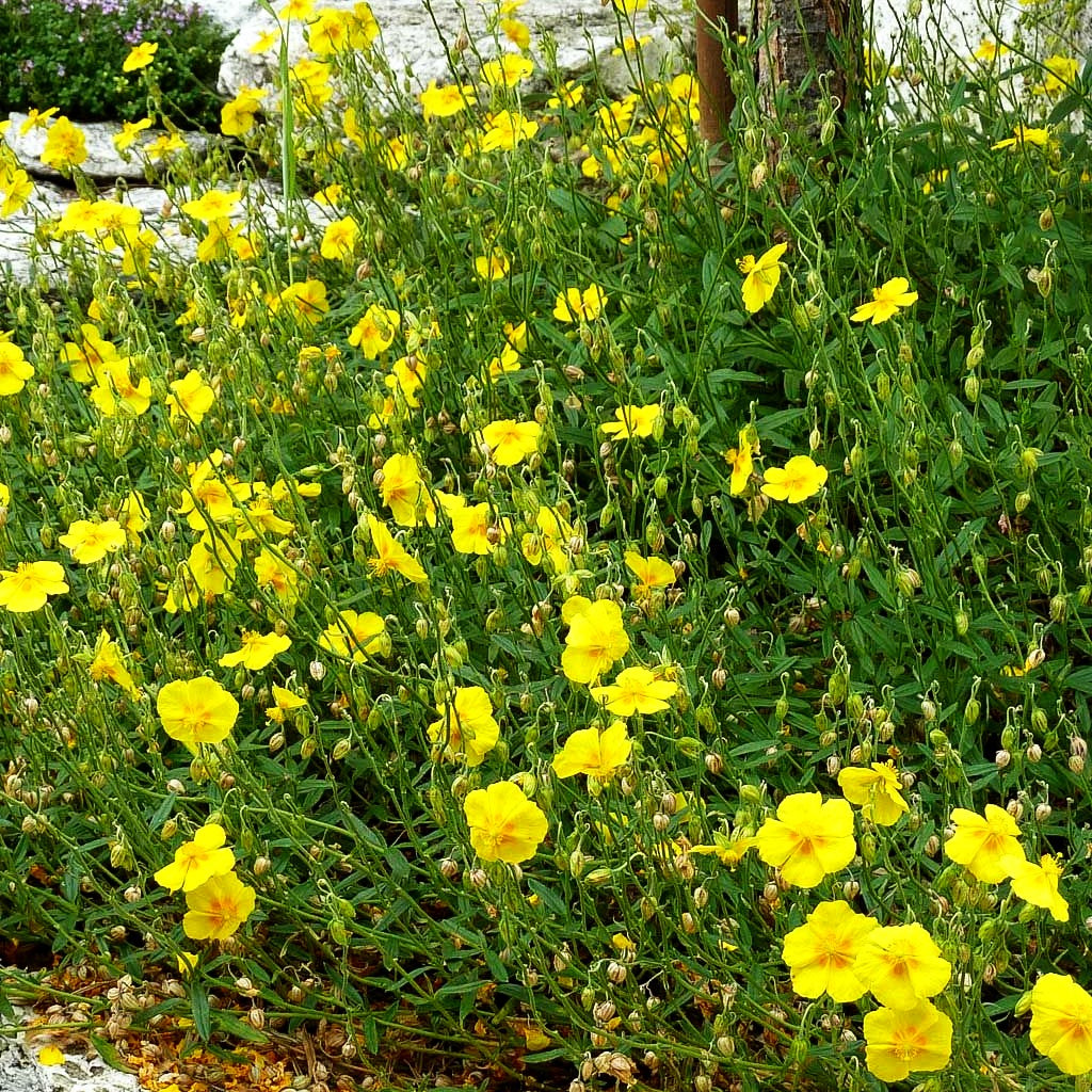 Sonnenröschen 'Golden Queen' (Helianthemum x cult.)