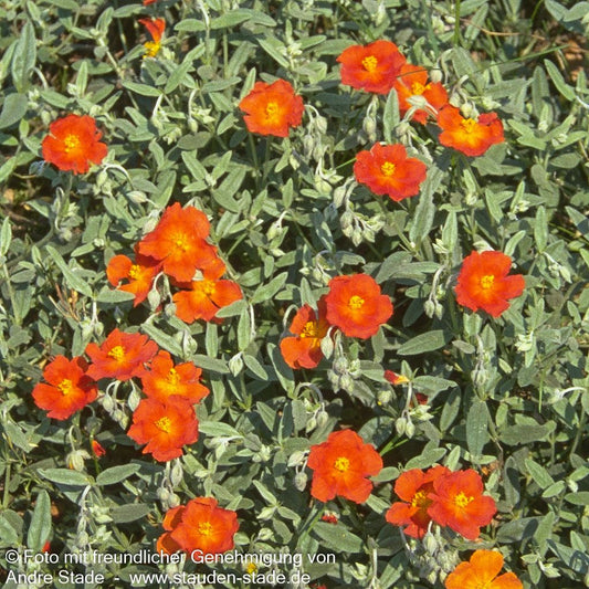 Sonnenröschen 'Henfield Brilliant' (Helianthemum x cult.)