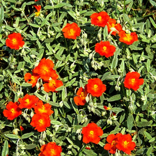 Sonnenröschen 'Henfield Brilliant' (Helianthemum x cult.)