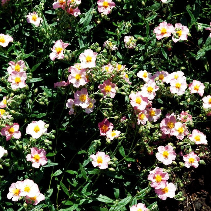 Sonnenröschen 'Lawrensons Pink' (Helianthemum x cult.)