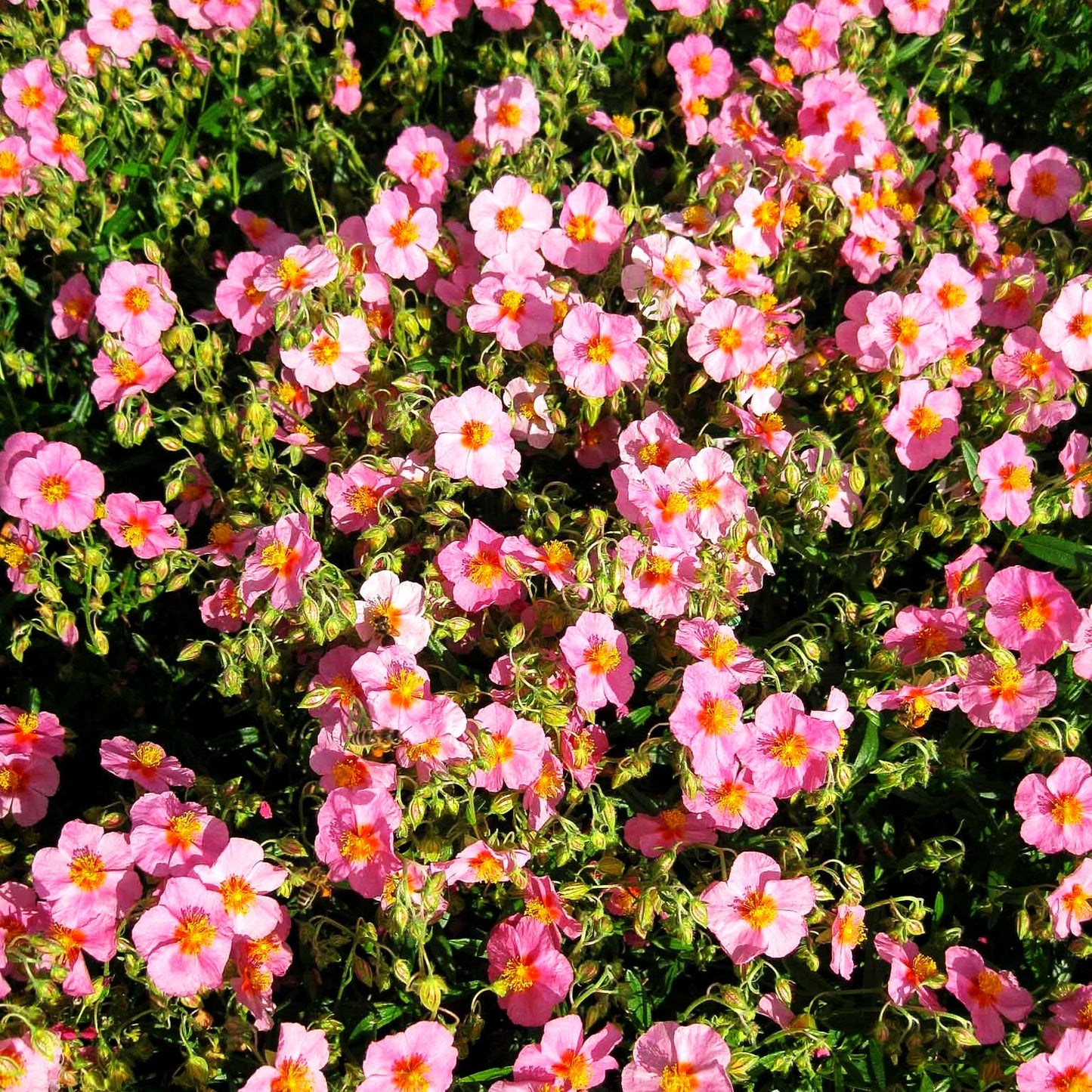 Sonnenröschen 'Lawrensons Pink' (Helianthemum x cult.)
