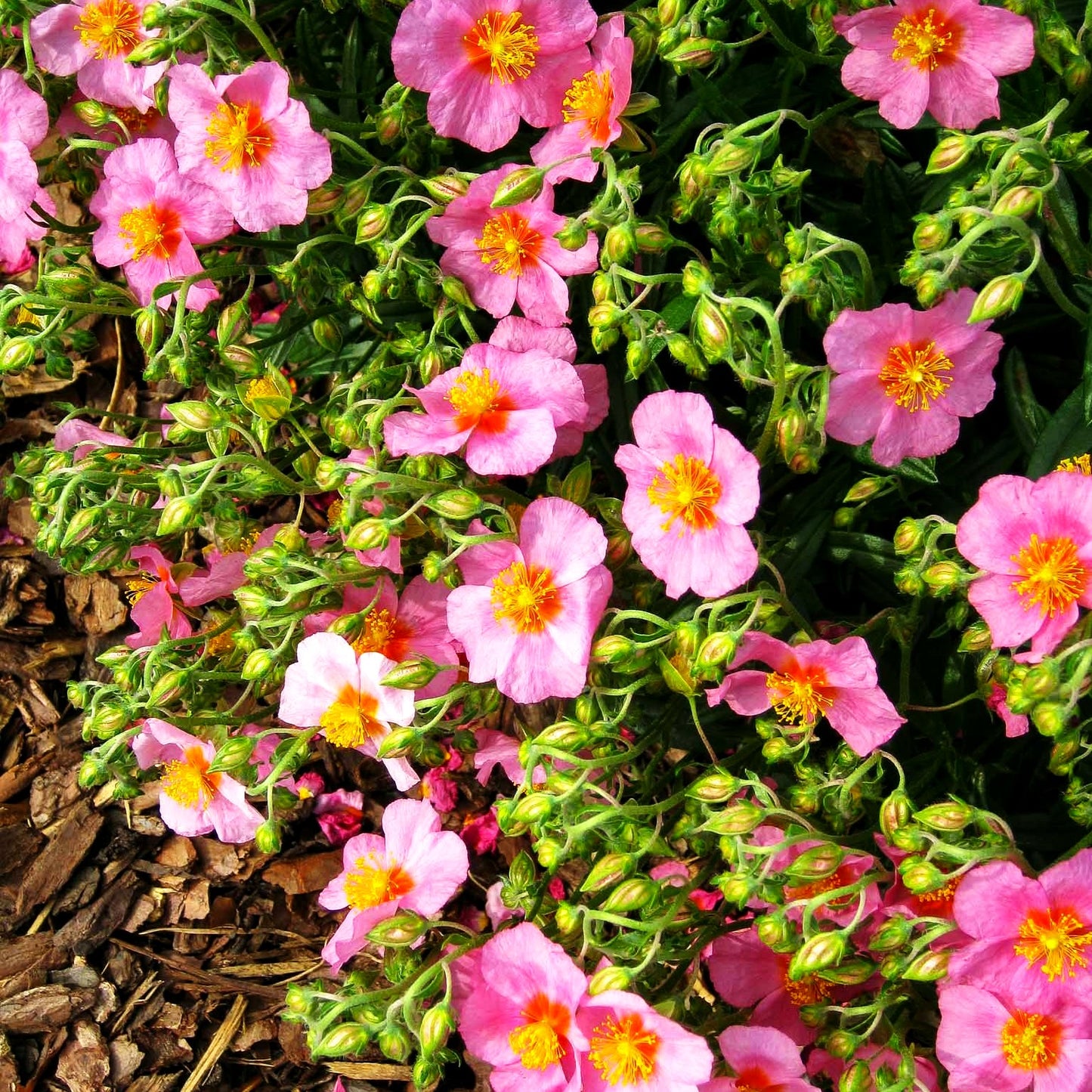 Sonnenröschen 'Lawrensons Pink' (Helianthemum x cult.)