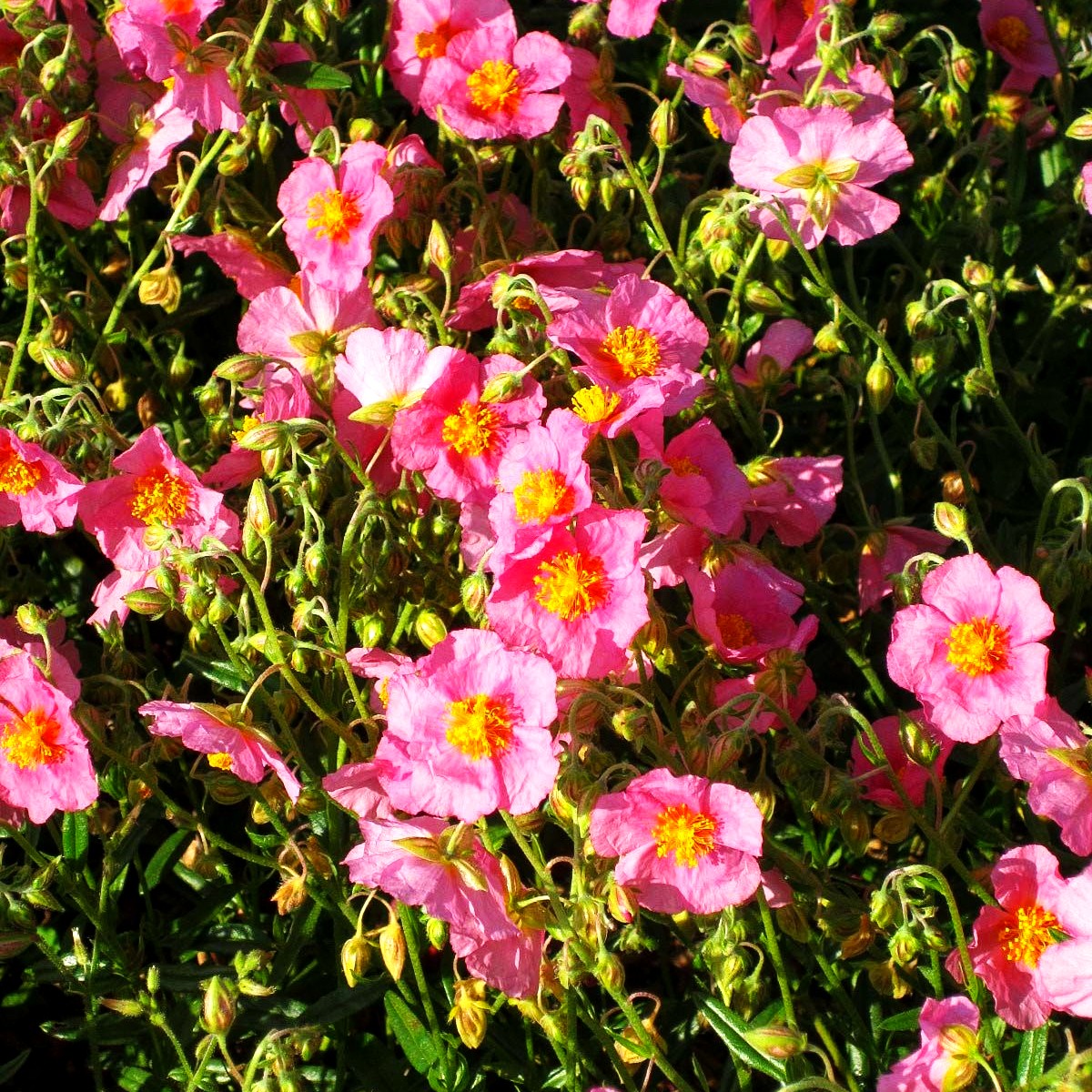 Sonnenröschen 'Lawrensons Pink' (Helianthemum x cult.)