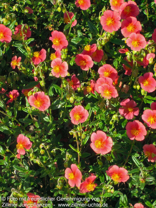 Sonnenröschen 'Mette' (Helianthemum x cult.)