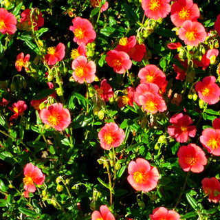 Sonnenröschen 'Mette' (Helianthemum x cult.)