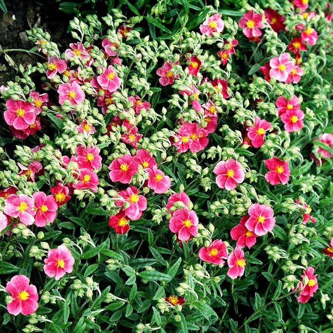 Sonnenröschen 'Raspberry Ripples' (Helianthemum x cult.)