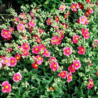 Sonnenröschen 'Raspberry Ripples' (Helianthemum x cult.)