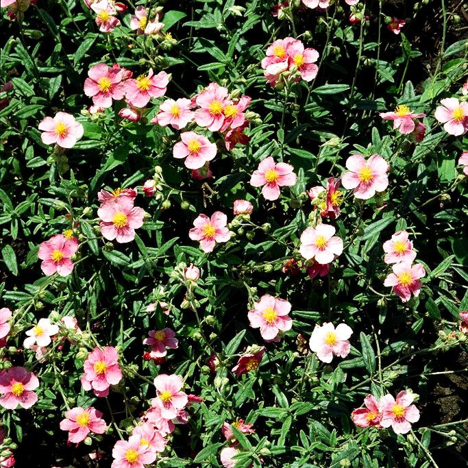 Sonnenröschen 'Raspberry Ripples' (Helianthemum x cult.)