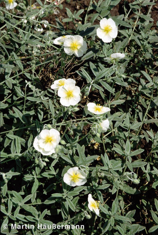 Sonnenröschen 'Snow Queen' (Helianthemum x cult.)