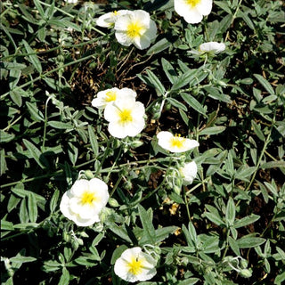 Sonnenröschen 'Snow Queen' (Helianthemum x cult.)