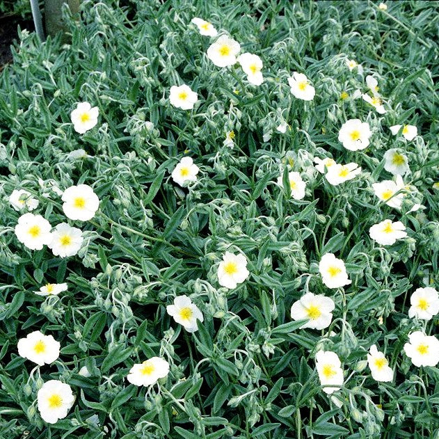 Sonnenröschen 'Snow Queen' (Helianthemum x cult.)