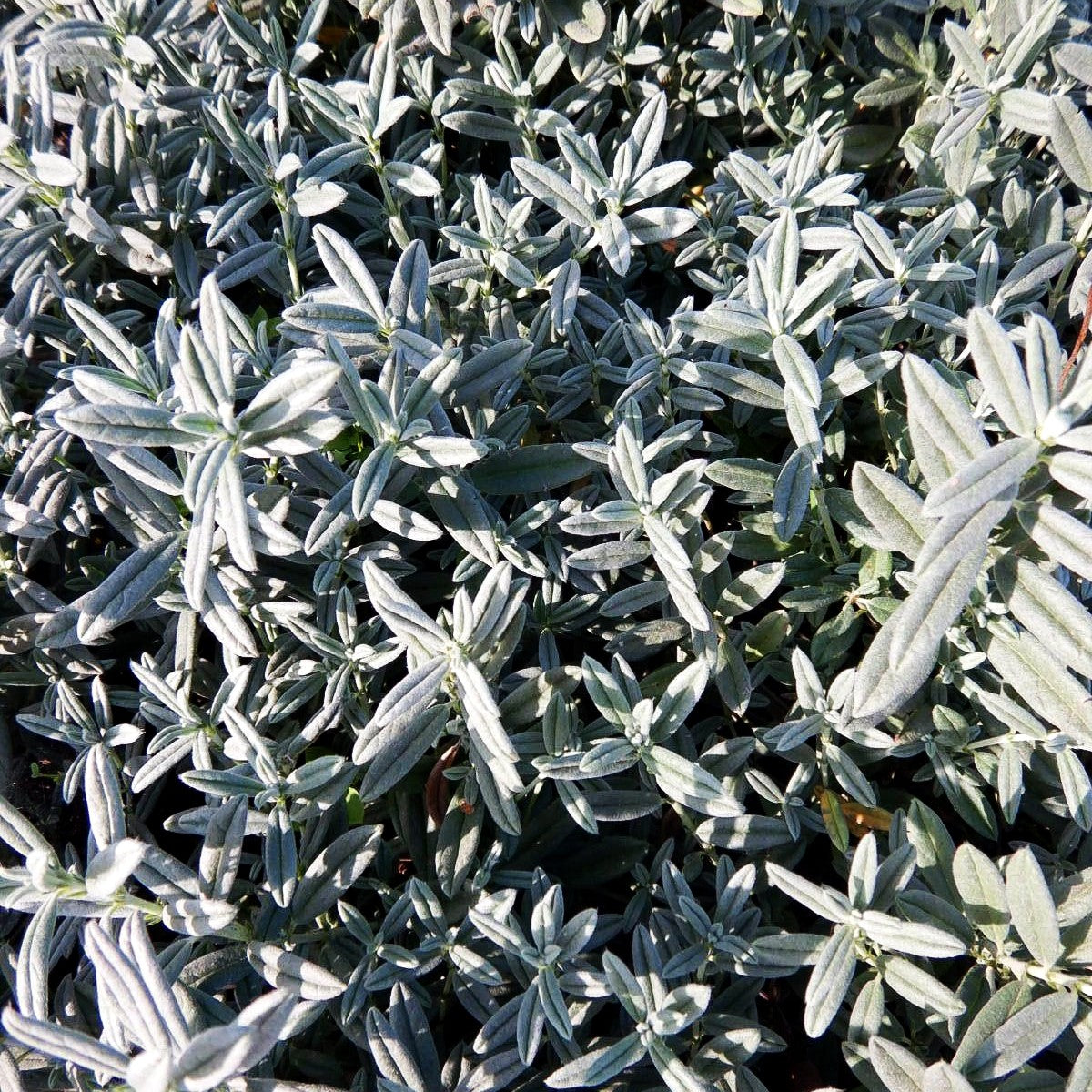 Sonnenröschen 'Snow Queen' (Helianthemum x cult.)
