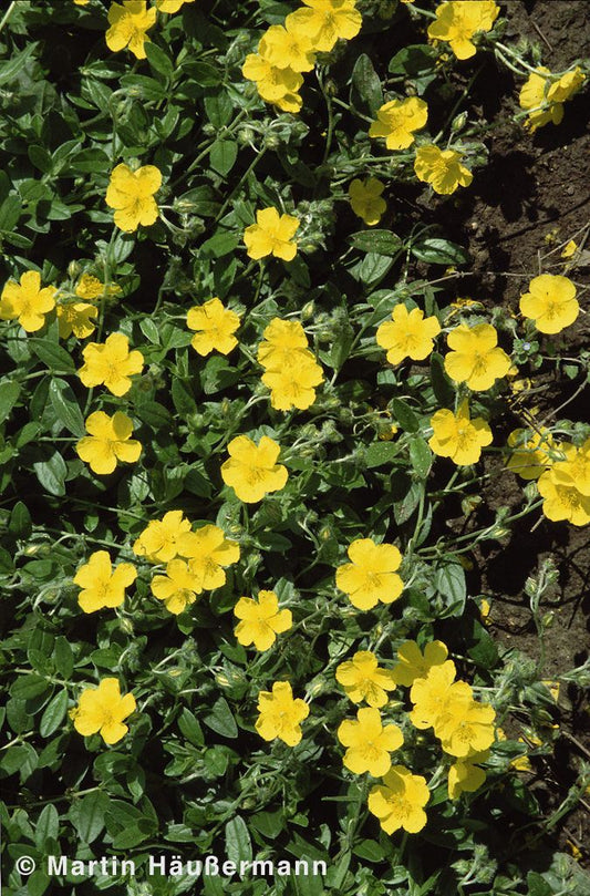 Sonnenröschen 'Sterntaler' (Helianthemum x cult.)