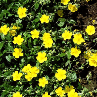 Sonnenröschen 'Sterntaler' (Helianthemum x cult.)