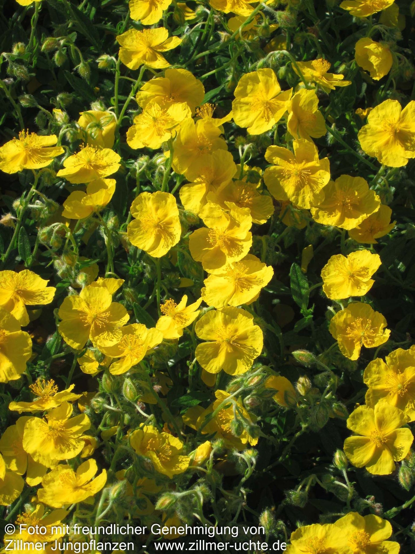 Sonnenröschen 'Sterntaler' (Helianthemum x cult.)
