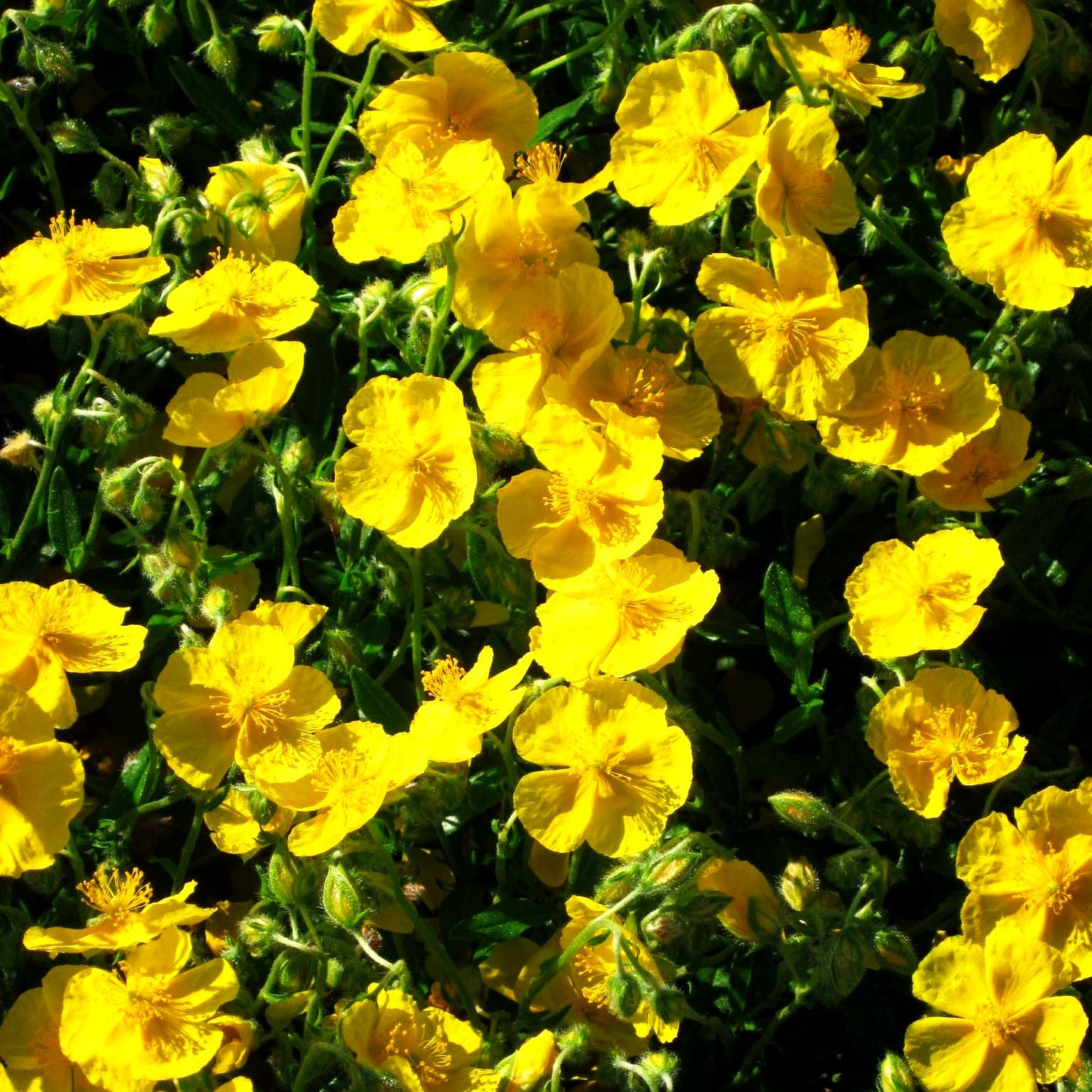 Sonnenröschen 'Sterntaler' (Helianthemum x cult.)
