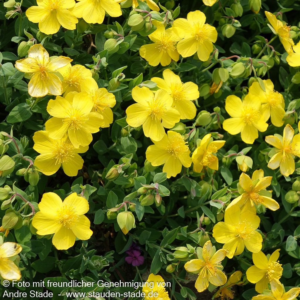 Sonnenröschen 'Sterntaler' (Helianthemum x cult.)