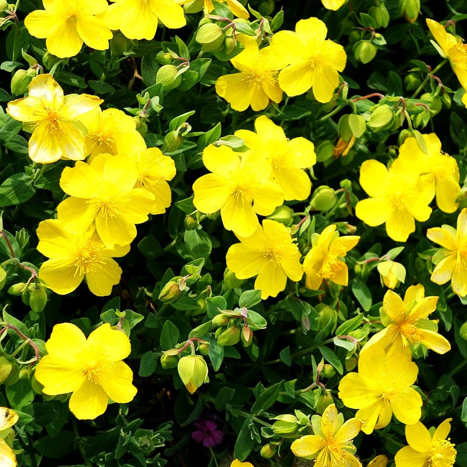 Sonnenröschen 'Sterntaler' (Helianthemum x cult.)