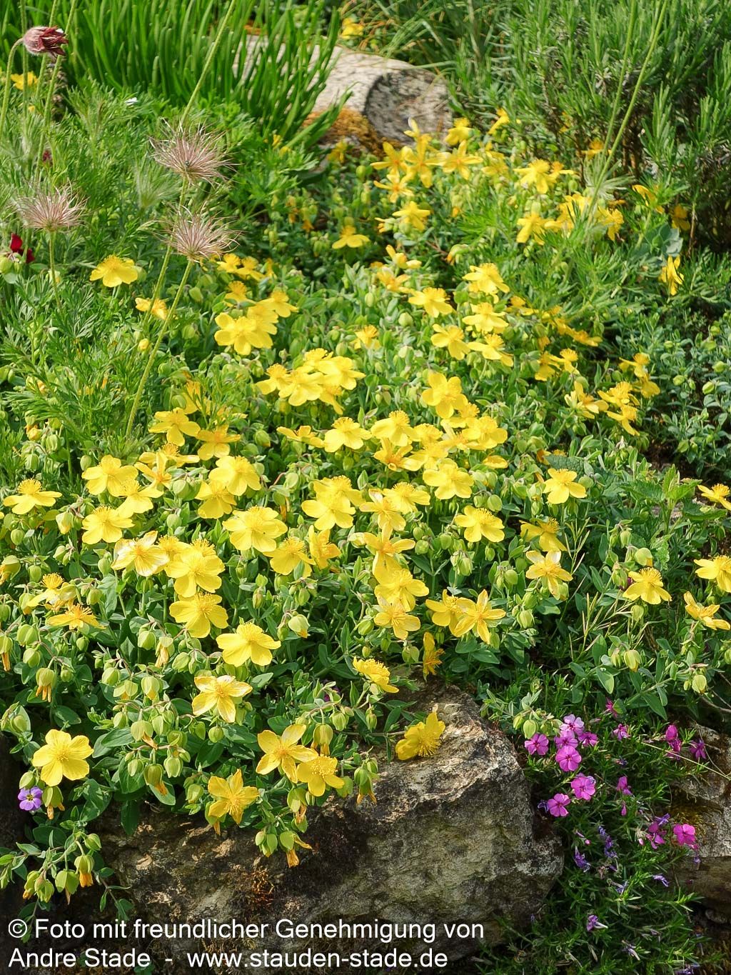 Sonnenröschen 'Sterntaler' (Helianthemum x cult.)