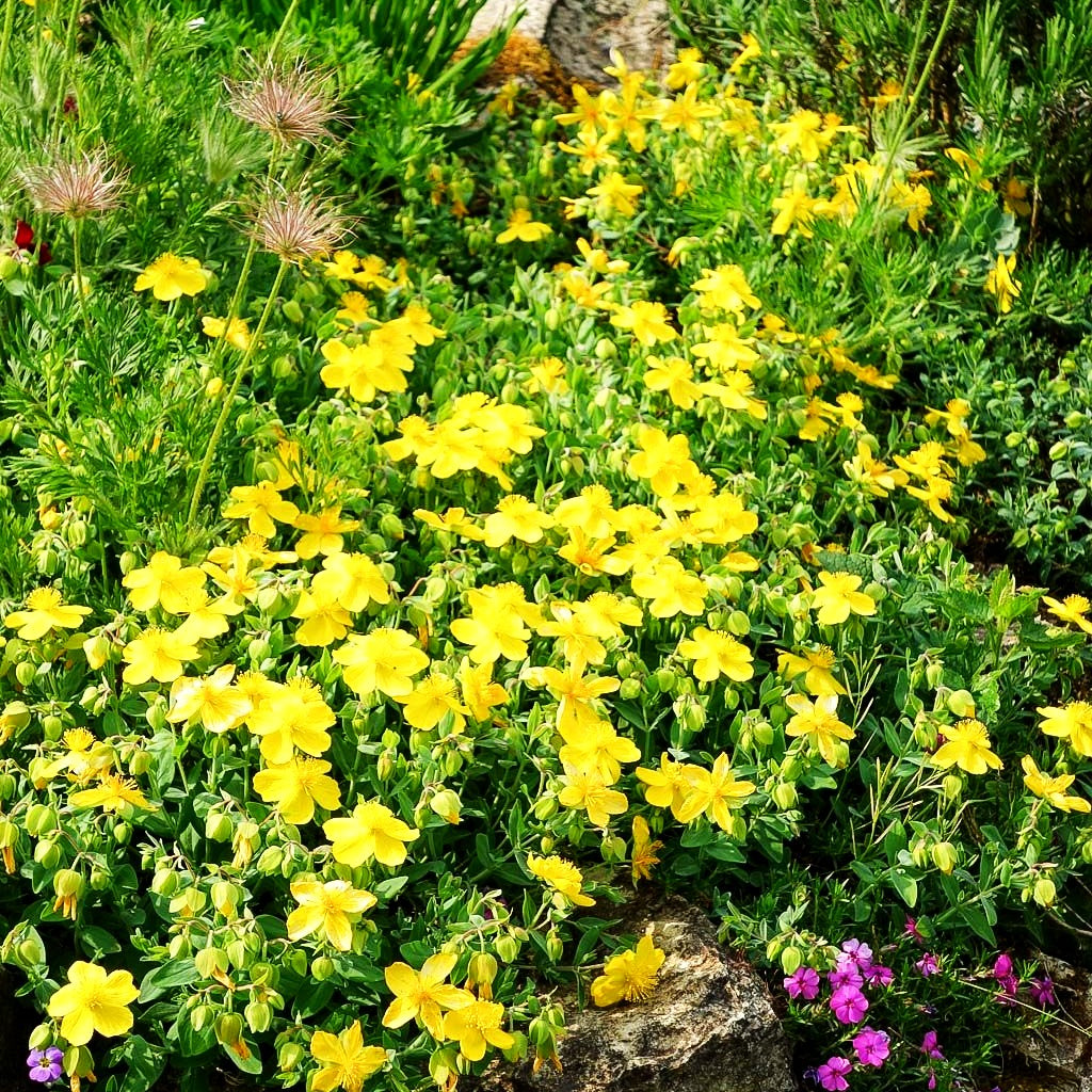 Sonnenröschen 'Sterntaler' (Helianthemum x cult.)