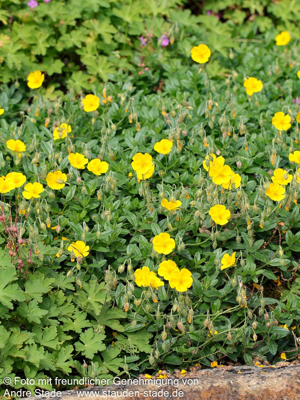 Sonnenröschen 'Sterntaler' (Helianthemum x cult.)