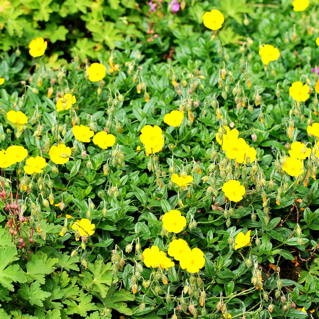 Sonnenröschen 'Sterntaler' (Helianthemum x cult.)