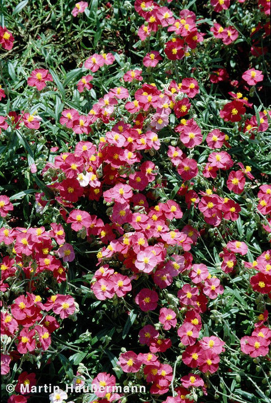 Sonnenröschen 'Supreme' (Helianthemum x cult.)