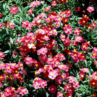 Sonnenröschen 'Supreme' (Helianthemum x cult.)