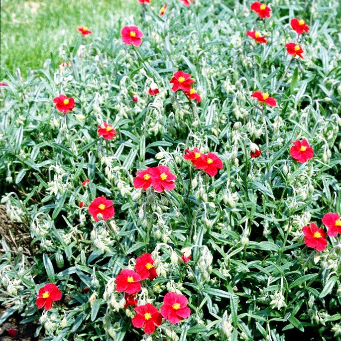 Sonnenröschen 'Supreme' (Helianthemum x cult.)