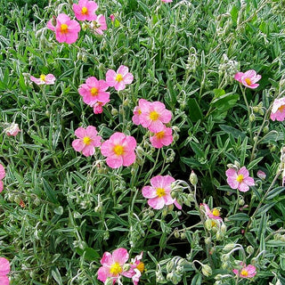 Sonnenröschen 'Wisley Pink' (Helianthemum x cult.)