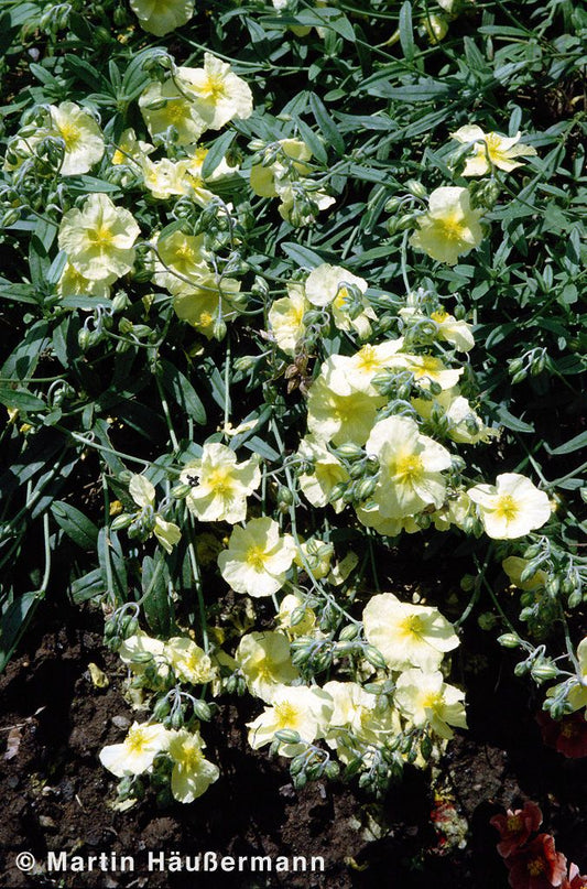 Sonnenröschen 'Wisley Primrose' (Helianthemum x cult.)