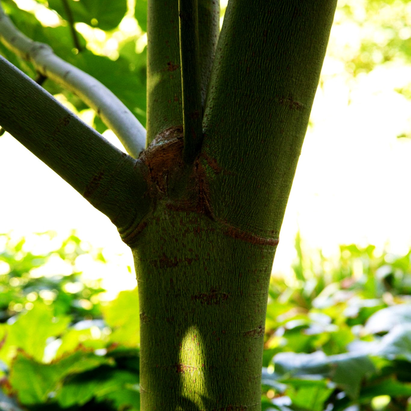 Sonnenschirmbaum (Firmiana simplex)