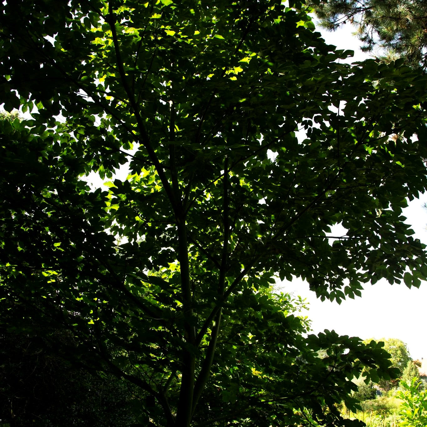 Sonnenschirmbaum (Firmiana simplex)
