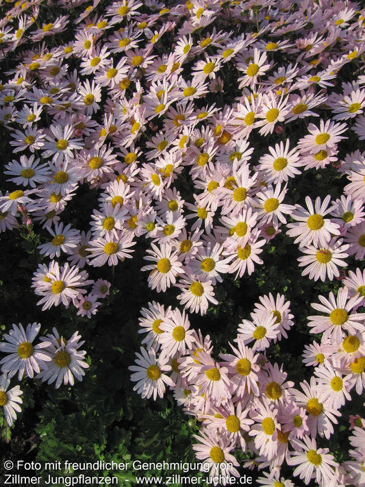 Spätblühende Gartenmargerite 'Roseum' (Arctanthemum arcticum)