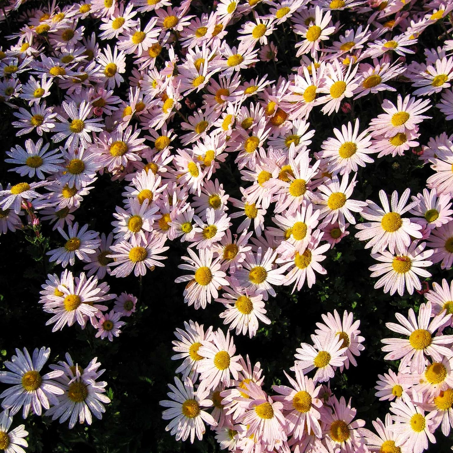 Spätblühende Gartenmargerite 'Roseum' (Arctanthemum arcticum)