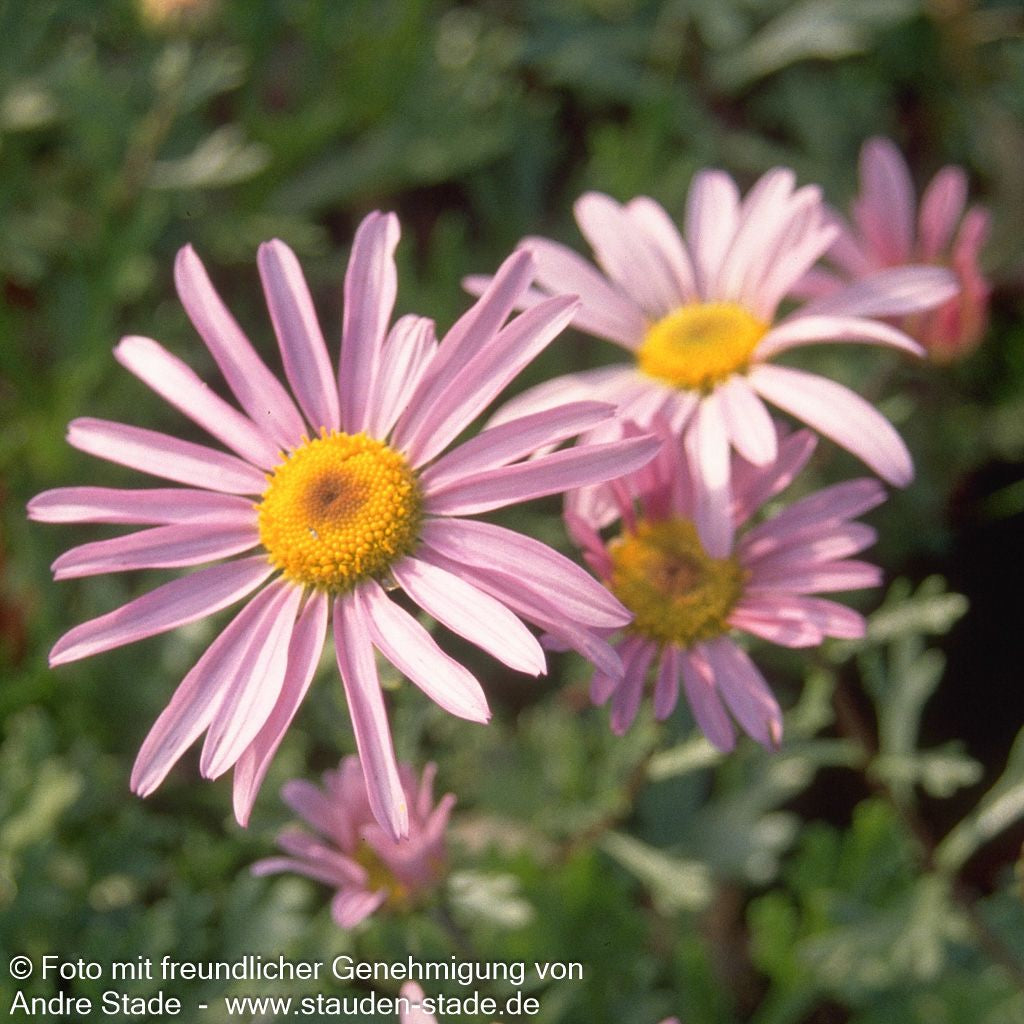 Spätblühende Gartenmargerite 'Roseum' (Arctanthemum arcticum)