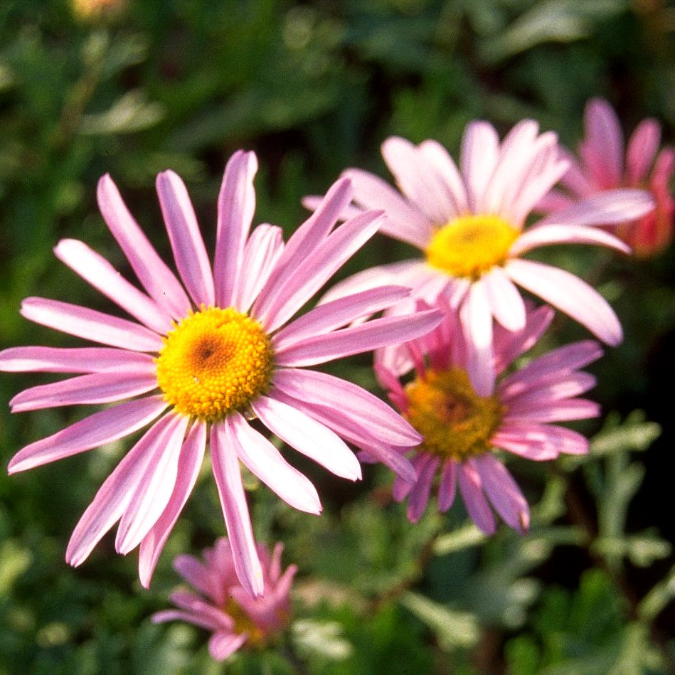 Spätblühende Gartenmargerite 'Roseum' (Arctanthemum arcticum)