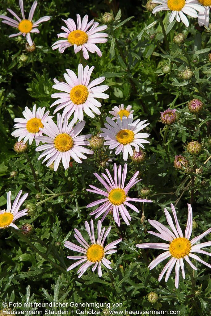 Spätblühende Gartenmargerite 'Roseum' (Arctanthemum arcticum)