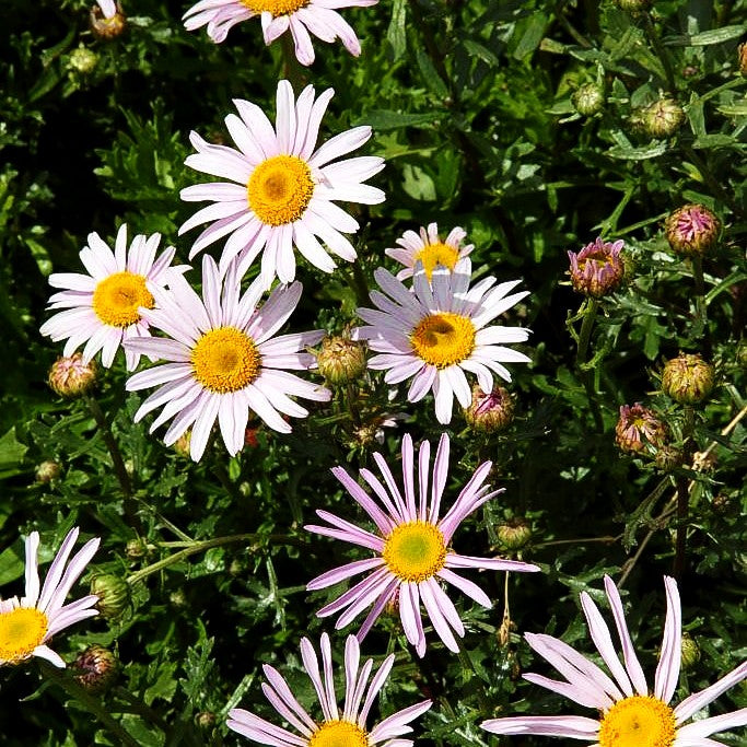 Spätblühende Gartenmargerite 'Roseum' (Arctanthemum arcticum)