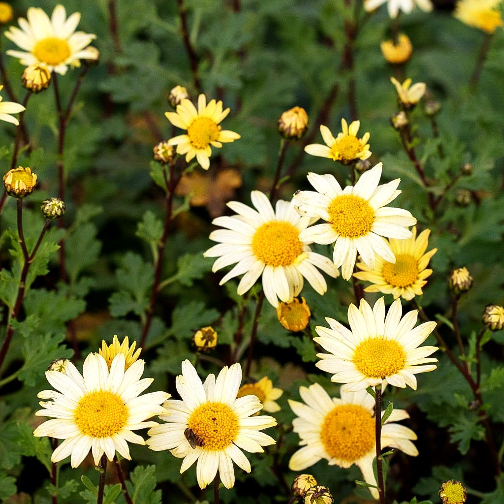 Spätblühende Gartenmargerite 'Schwefelglanz' (Arctanthemum arcticum)