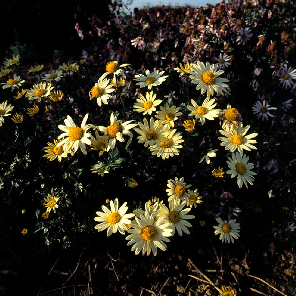 Spätblühende Gartenmargerite 'Schwefelglanz' (Arctanthemum arcticum)