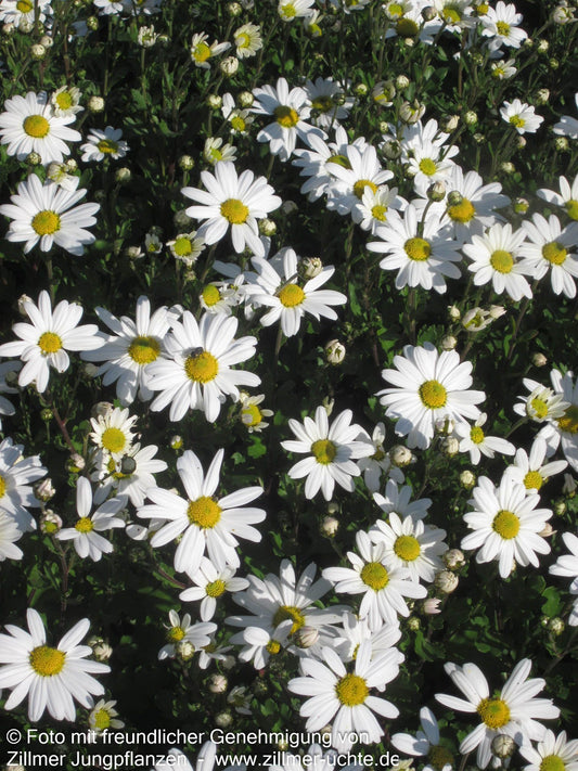 Spätblühende Gartenmargerite 'Stella' (Arctanthemum arcticum)