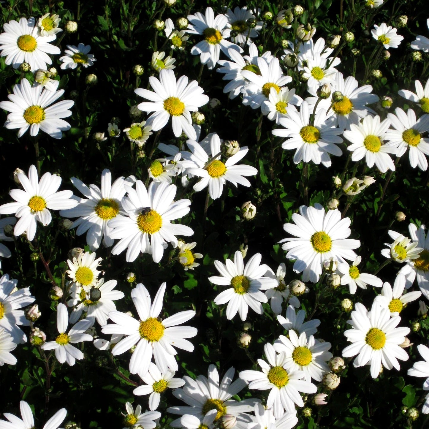 Spätblühende Gartenmargerite 'Stella' (Arctanthemum arcticum)