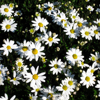 Spätblühende Gartenmargerite 'Stella' (Arctanthemum arcticum)